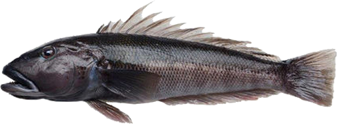 Blue Cod - Dark colored fish with spiky dorsal fin