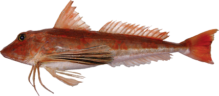 Gurnard - Red fish with prominent barbels