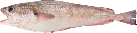 Red Cod - Pink-white colored fish