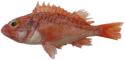 Sea Perch - Orange-red spiny fish